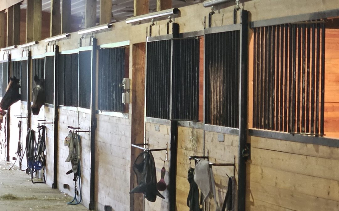 Horse stalls inside a barn with tack hanging from stalls, horses heads peeking out.