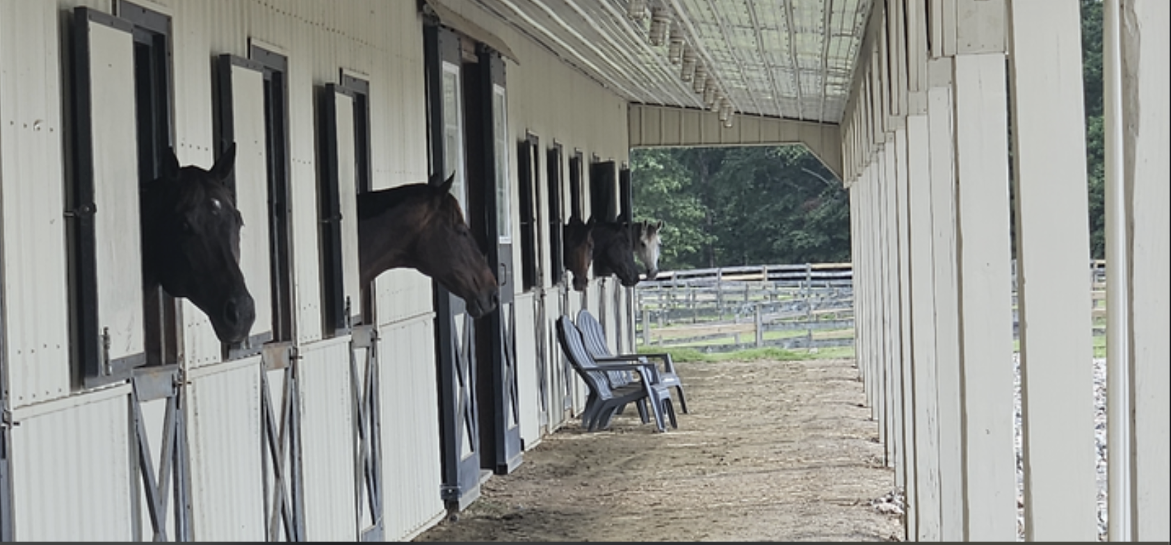 horses looking out side of their dutch door horse stalls